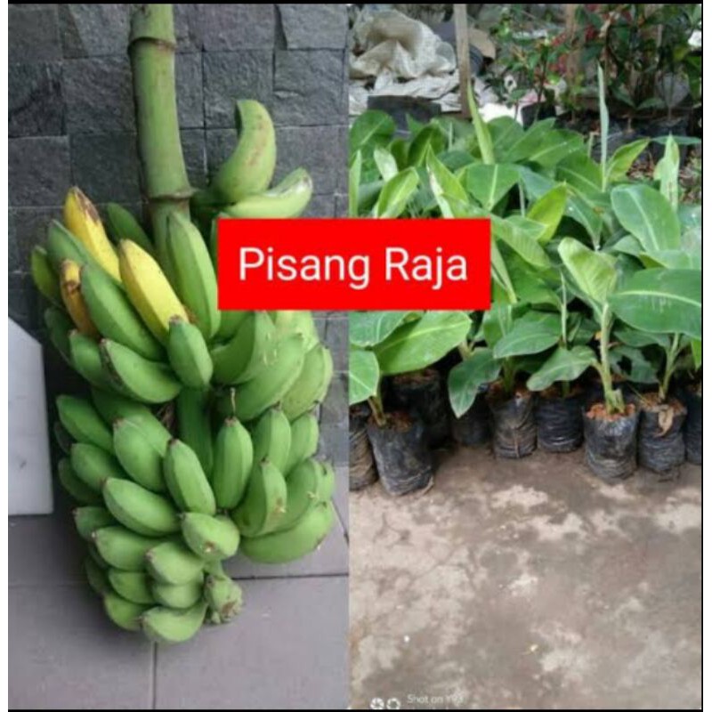 Jual Bibit Unggul Pisang Raja Nangka Super Pupuk Metan Ts Import