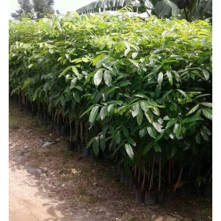 Jual Bibit Pohon Tanaman Kayu Mahoni Shopee Indonesia