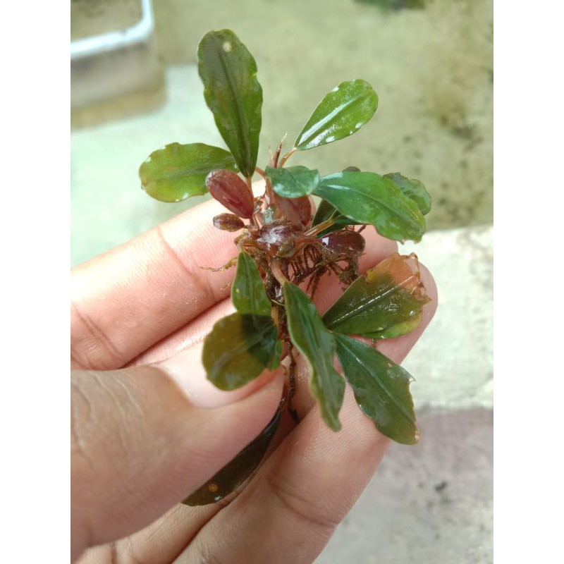 Jual Bucephalandra Sp Brownie Super Red Tanaman Aquascape Shopee