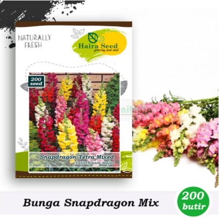 Jual Benih Bibit Bunga Snapdragon Tetra Mix Haira Seed Shopee Indonesia