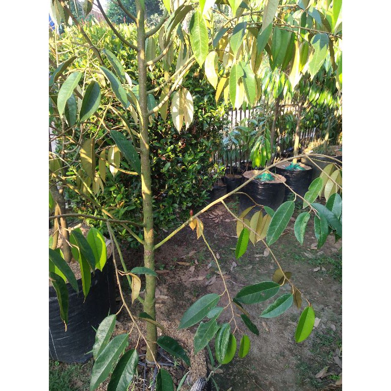 Jual Bibit Tanaman Durian Bawor Tinggi 1 5 Meter Shopee Indonesia