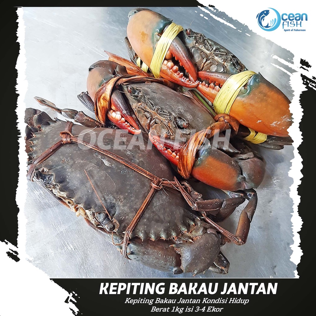 Jual Kepiting Bakau Jantan Kepiting Jantan Kg Isi Ekor Kondisi