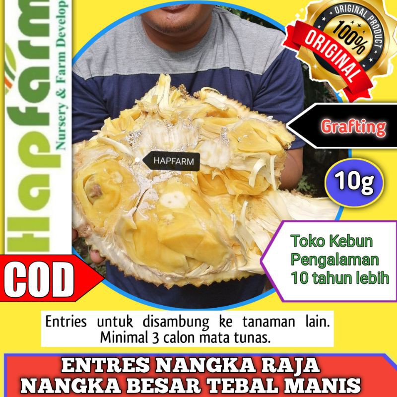 Jual Entres Nangka Raja Nangka King Unggul Besar Manis Tebal Shopee