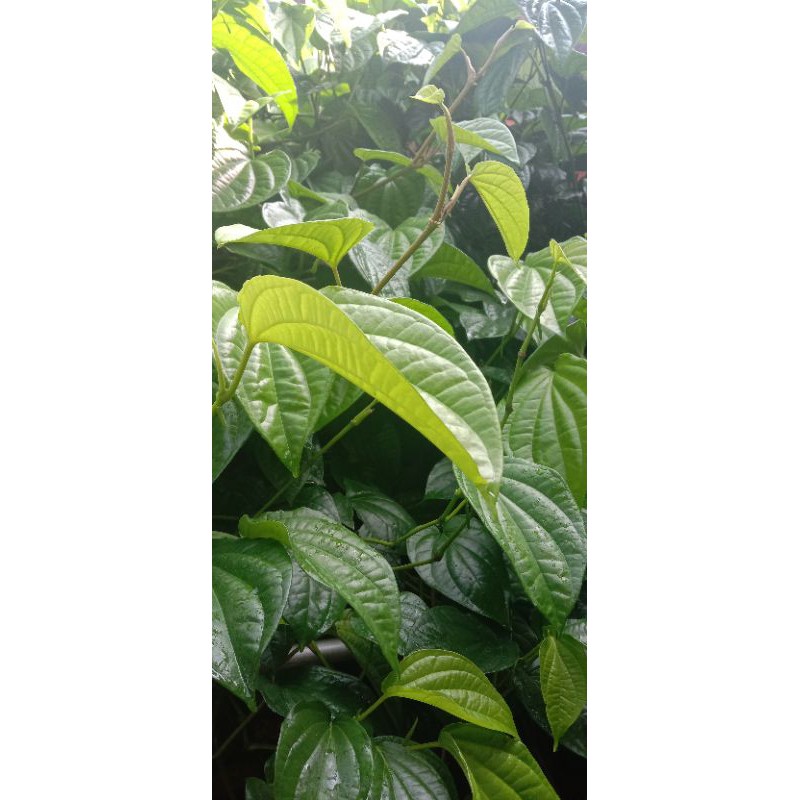 Jual Daun Sirih Fresh Petik Langsung Dari Pohon Shopee Indonesia