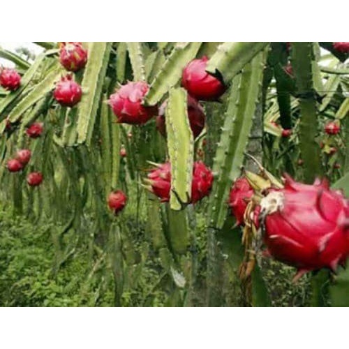 Jual Hd Bibit Pohon Naga Merah Buah Naga Tanaman Naga Merah