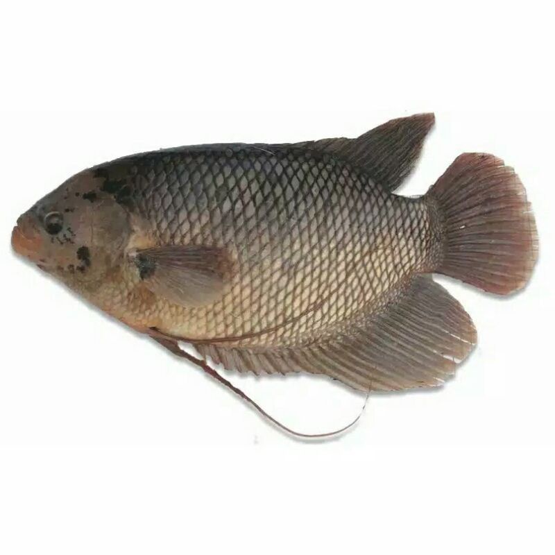 Jual Ikan Gurame Fresh 1 Kg Shopee Indonesia