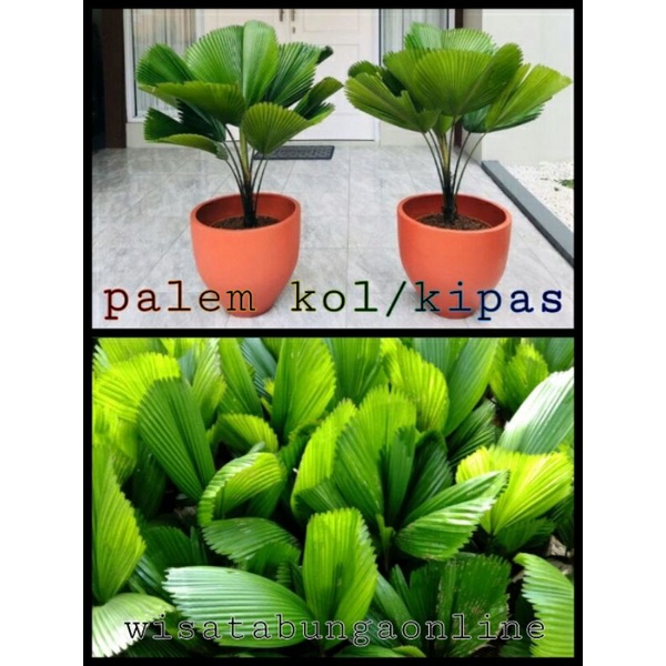 Jual Tanaman Hias Palem Kipas Palem Kol Shopee Indonesia