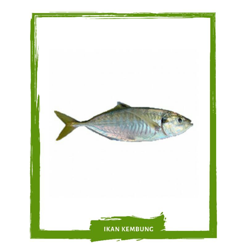 Jual Ikan Kembung Ikan Segar By Mallahrizwa Shopee Indonesia