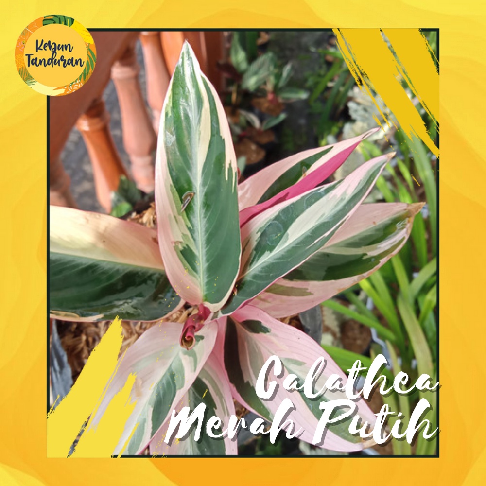 Jual Calathea Multicolor Triostar Merah Putih Tanaman Indoor Maranta