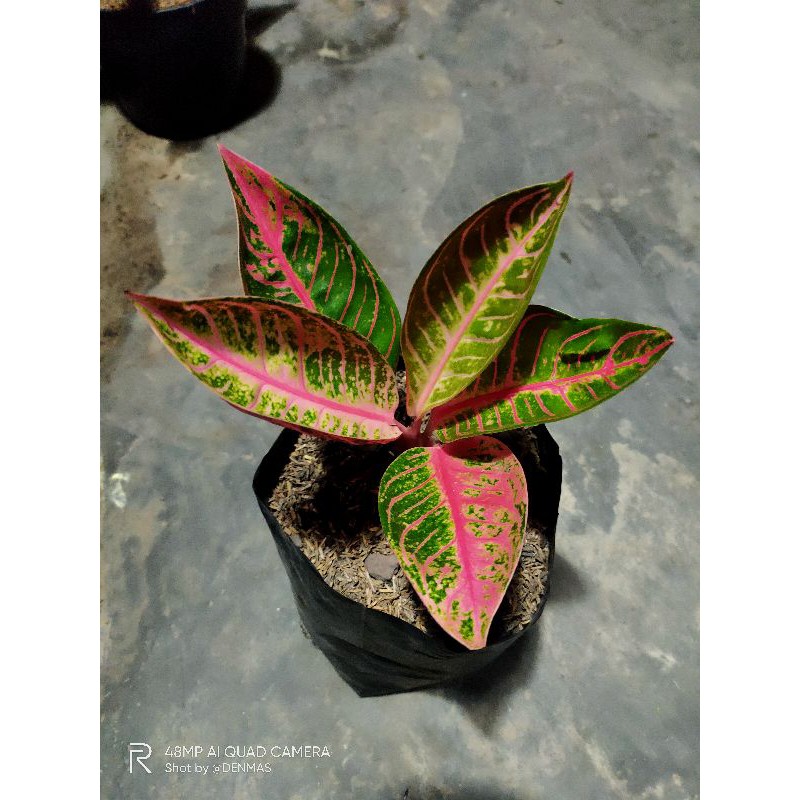 Jual Bunga Aglonema Pride Of Sumatra Pos Shopee Indonesia