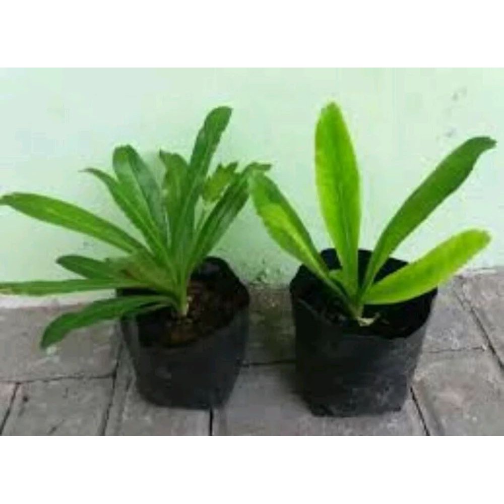 Jual Tanaman Walang Sangit Bibit Pohon Daun Umpan Pancing Sengit