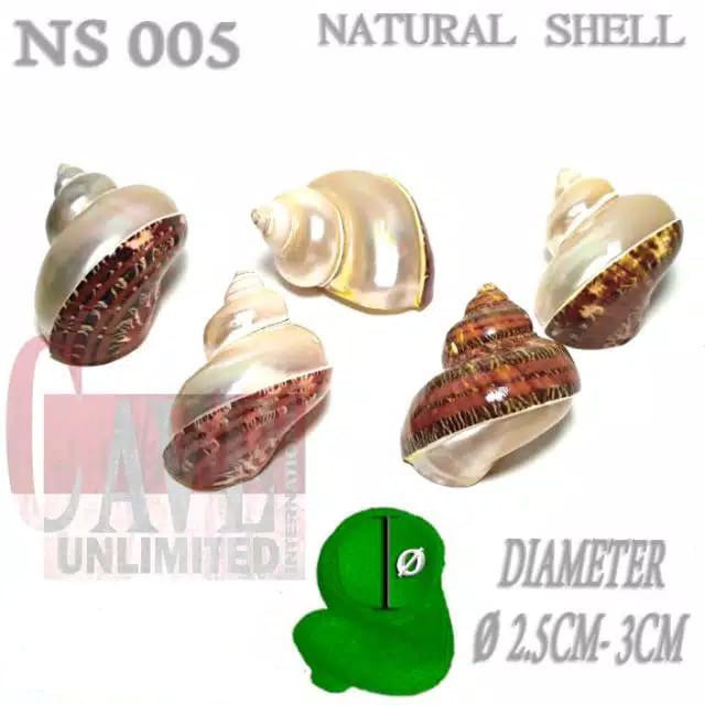 Jual NS005 Cangkang Shell Rumah Kelomang Keong Umang Kumang Natural