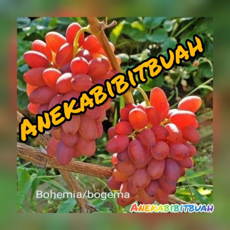 Jual Bibit Anggur Import Jenis Bogema Asli Grafting Shopee Indonesia