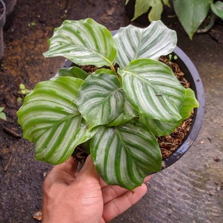 Jual Tanaman Hias Calathea Orbifolia Tanaman Hias Calathea Orbi Tanaman