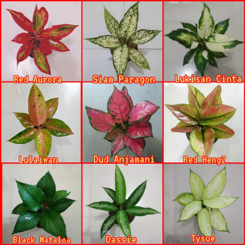 Jual Tanaman Hias Aglaonema Paket 4 Aneka Warna Jenis Shopee Indonesia