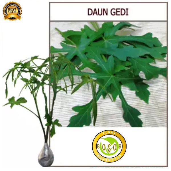 Jual Obral BIBIT POHON TANAMAN DAUN GEDI PEPAYA JEPANG Shopee Indonesia