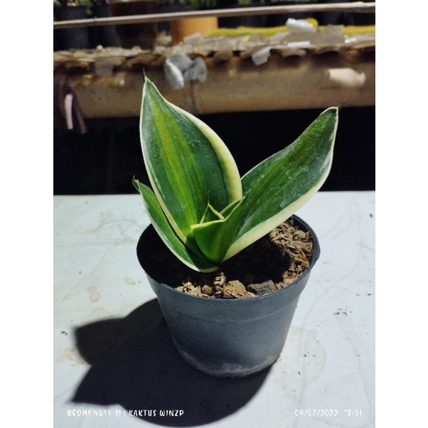 Jual Sansevieria Pagoda Variegata Shopee Indonesia