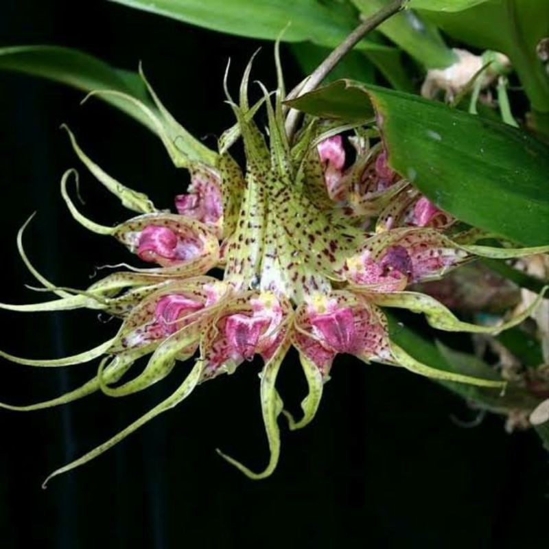 Jual Anggrek Bulbophyllum Binnendijkii Anggrek Gurita Shopee Indonesia