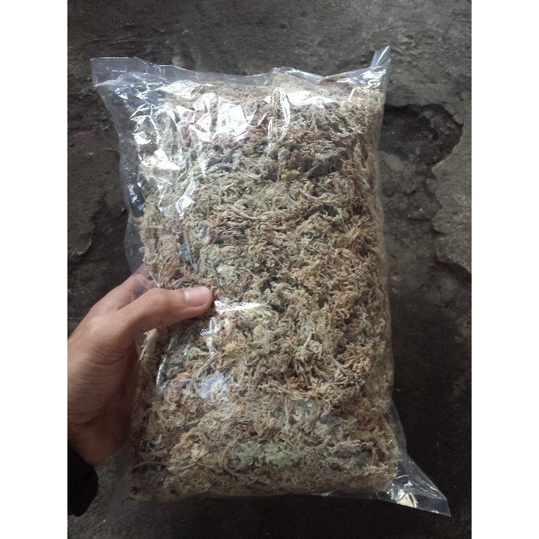 Jual Media Tanam Anggrek Spagnum Moss Atau Mos Putih Gr Shopee