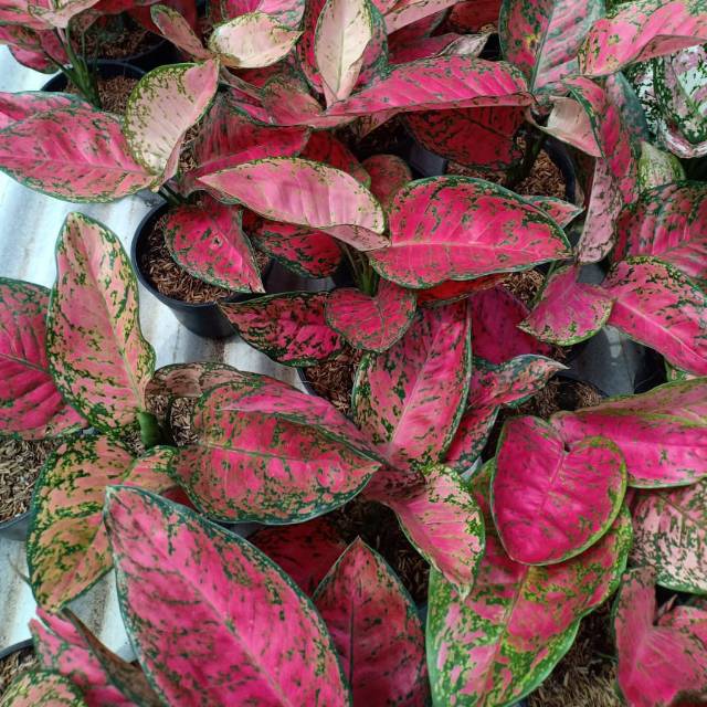 Jual Aglaonema Big Aple Shopee Indonesia