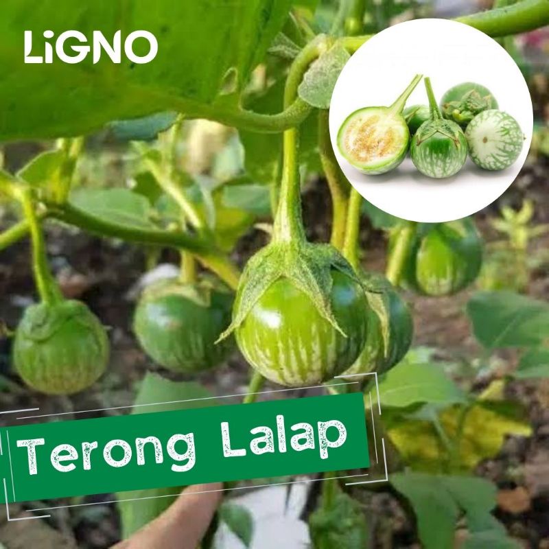 Jual Benih TERONG LALAP Isi 70 Bibit Biji Sayur Bulat Hijau Unggul