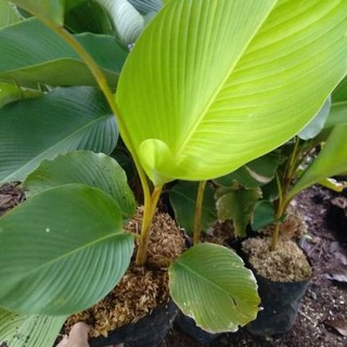 Jual Tanaman Hias Calathea Lutea Pisang Kipas Cm Meter Shopee