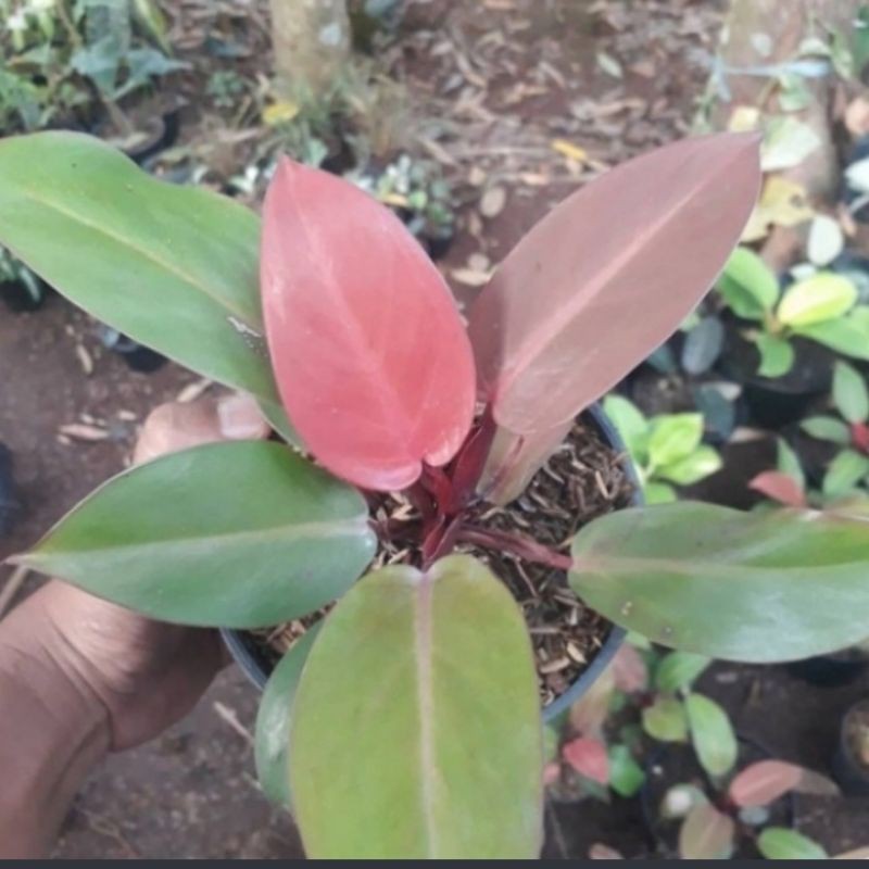 Jual Tanaman Hias Philodendron Pink Princess Lokal Shopee Indonesia