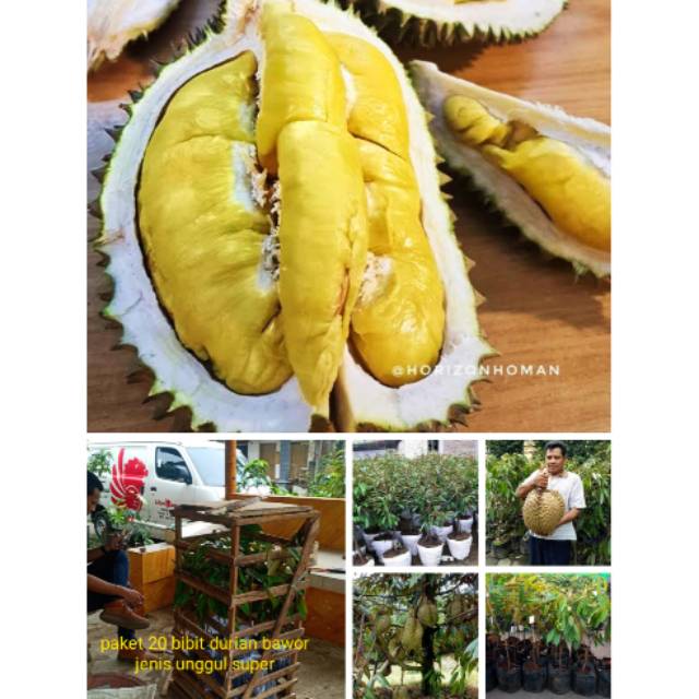 Jual Paket 20 Bibit Durian Bawor Tembaga Sitokong Petruk Matahari D24