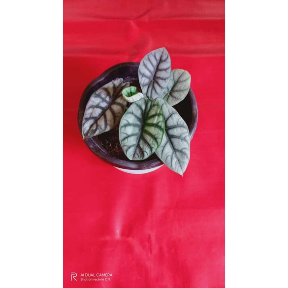 Jual Alocasia Dragon Scale Silver Tanaman Hias Shopee Indonesia