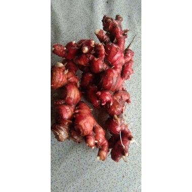 Jual JAHE MERAH LOKAL JAHE MERAH SEGAR JAHE MERAH FRESH KG Shopee