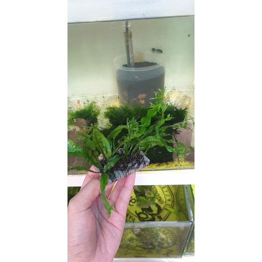 Jual Tanaman Kadaka Aquascape Tanaman Lempeng Windelov Shopee Indonesia