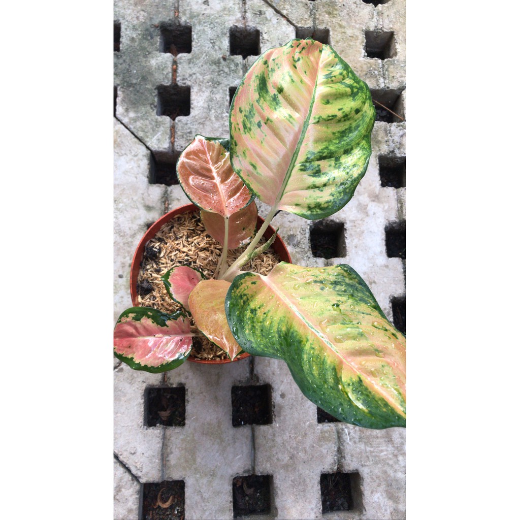 Jual Aglaonema Sultan Brunei Shopee Indonesia