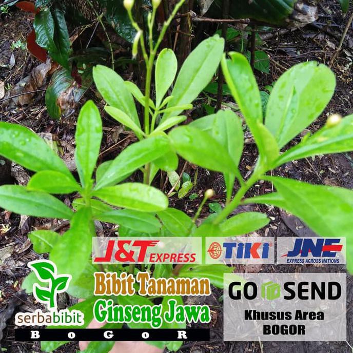 Jual I3R Bibit Tanaman Ginseng Jawa Som Jawa Shopee Indonesia