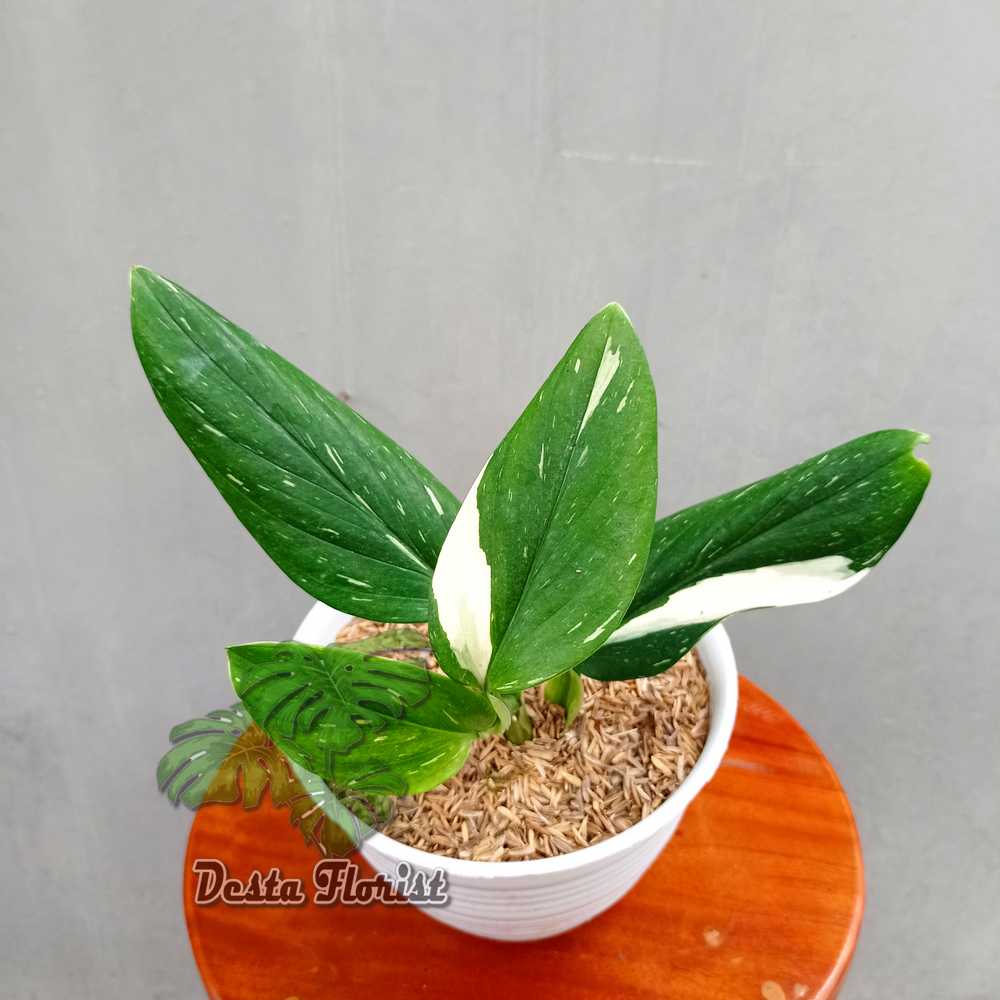 Jual Philodendron Monstera Standleyana Cobra Variegata Putih Tanaman