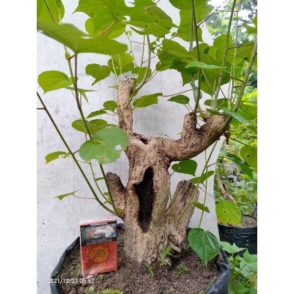 Jual Bahan Bonsai Waru Lokal Siap Di Pajang Warlok Shopee Indonesia