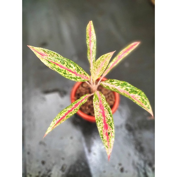 Jual Aglaonema Siam Pride Aglonema Siam Freed Murah Shopee Indonesia