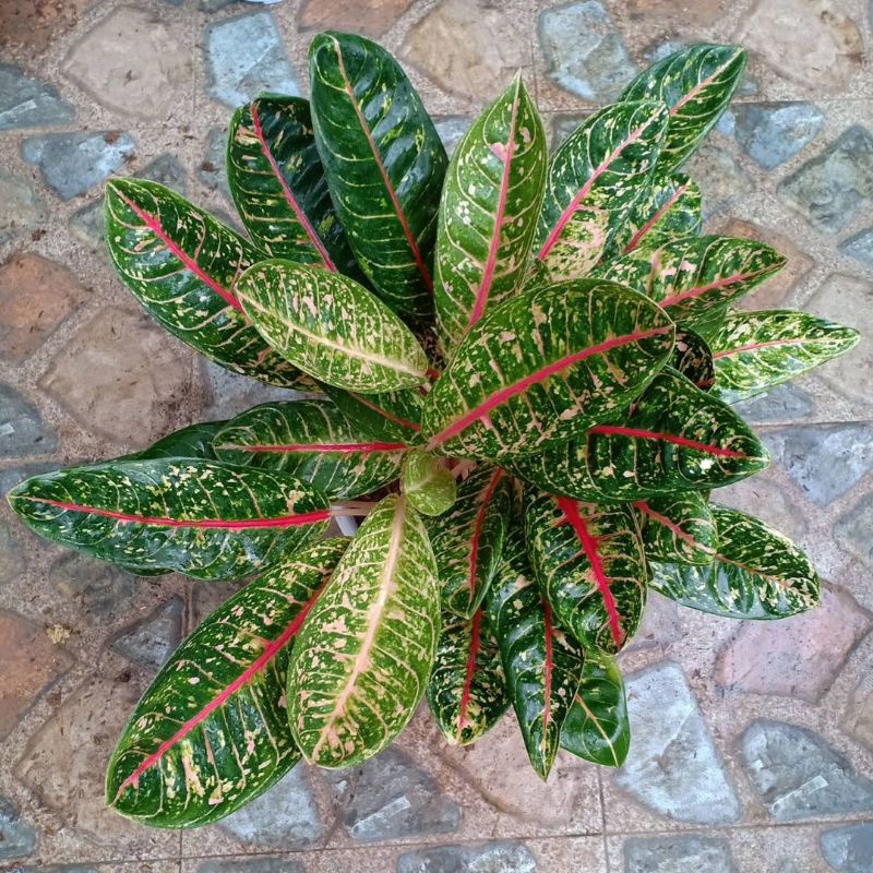 Jual Tanaman Aglonema Donacarmen Aglaonema Donacarmen Shopee Indonesia