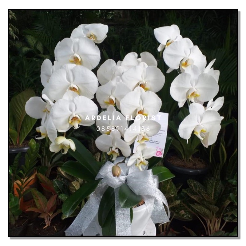 Jual Rangkaian Bunga Anggrek Bulan Phalaenopsis Tangkai Shopee