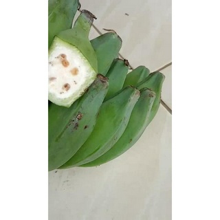 Jual Buah Pisang Batu Muda Atau Pisang Klutuk 1 Kg Shopee Indonesia