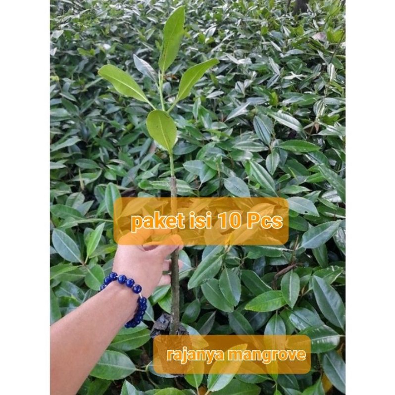 Jual Isi Pohon Mangrove Sudah Berdaun Berakar Shopee Indonesia