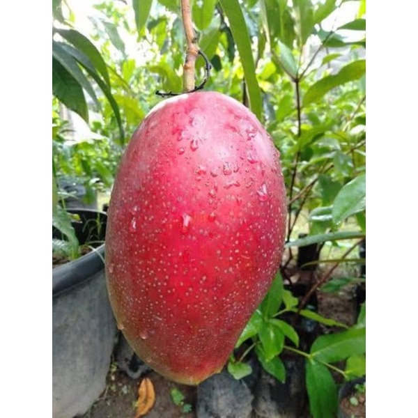 Jual Bibit Mangga Yuwen Asli Okulasi Produk Sendiri Shopee Indonesia