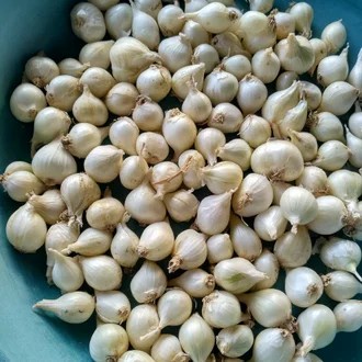 Jual Bawang Putih Tunggal Lanang Lokal Rempah Herbal Segar Fresh Garlic