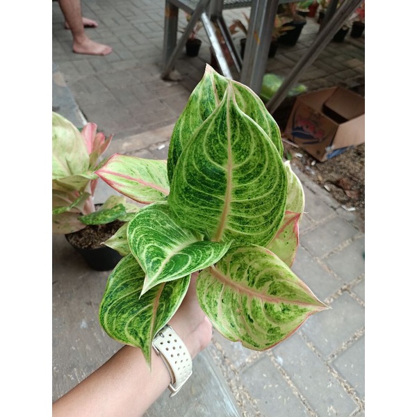 Jual Aglaonema Eniza Mutasi Tanaman Lokal Koleksian Shopee Indonesia