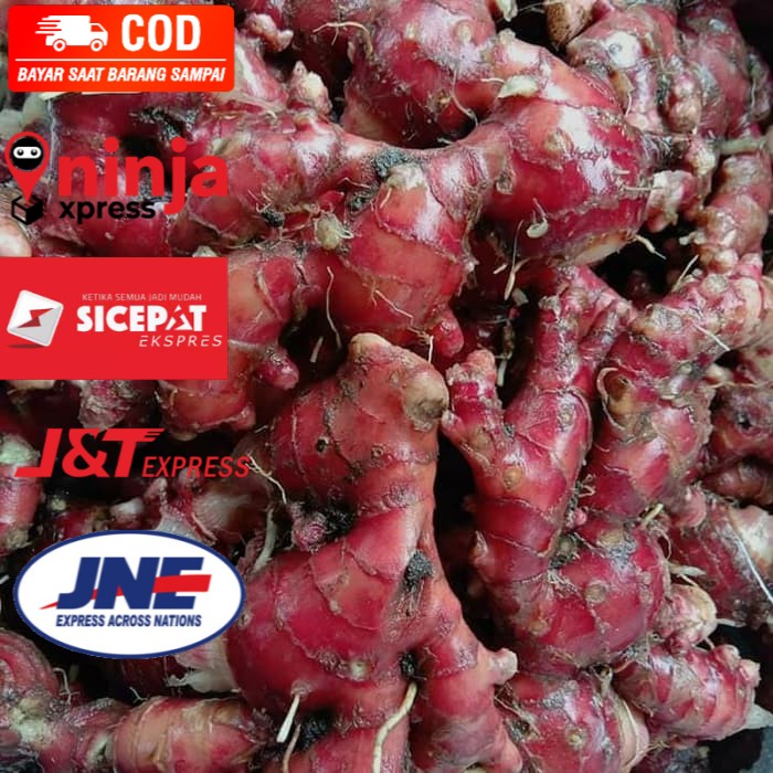 Jual Jahe Merah Segar Kg Shopee Indonesia