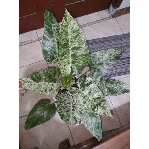 Jual Philodendron Giganteum Variegata Marble Variegata Shopee Indonesia