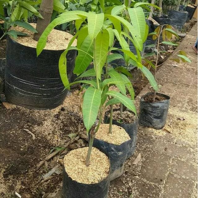 Jual Bibit Buah Mangga Irwin Okulasi Cangkok Sangat Cepat Berbuah