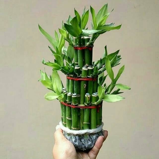 Jual BAMBU REJEKI TANAMAN BAMBU HOKI TANAMAN BAMBU HIAS BAMBU HOKI