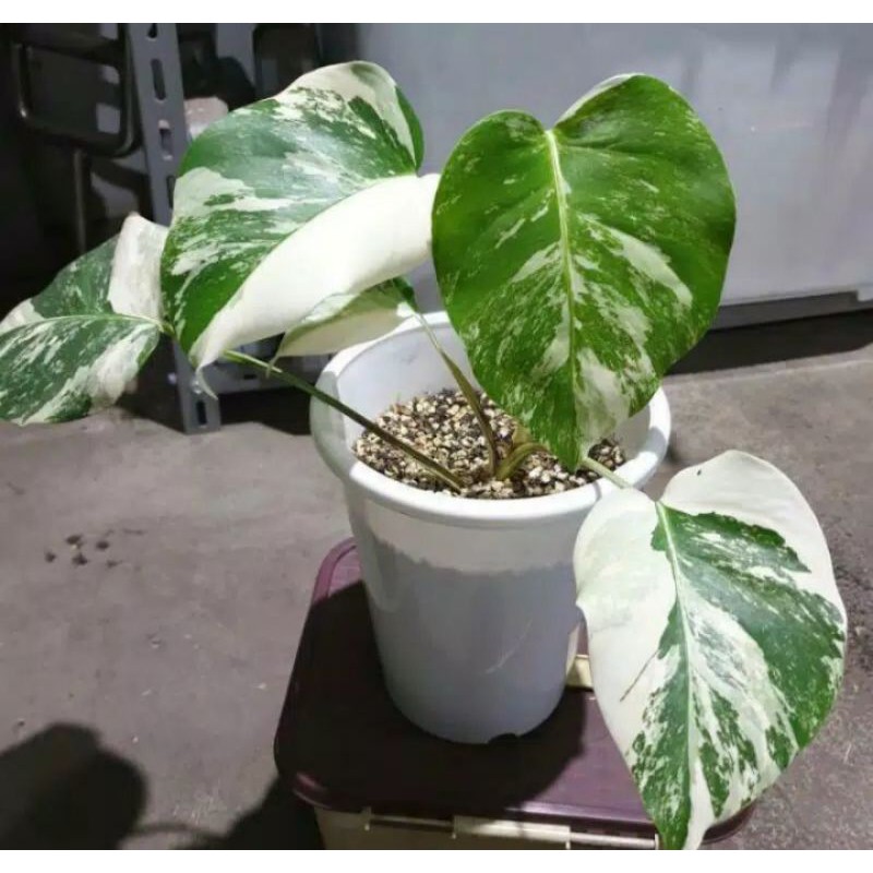 Jual Bonggol Monstera Deliciosa King VARIEGATA Shopee Indonesia