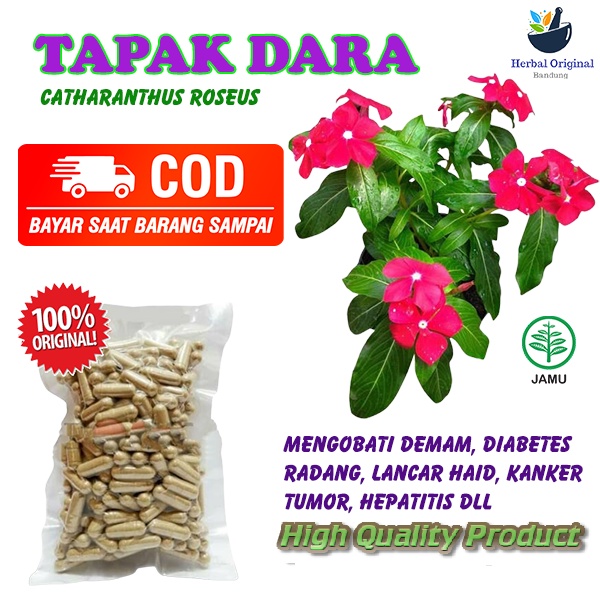 Jual Kapsul Tapak Dara Isi Asli Obat Herbal Haid Insomnia Kanker