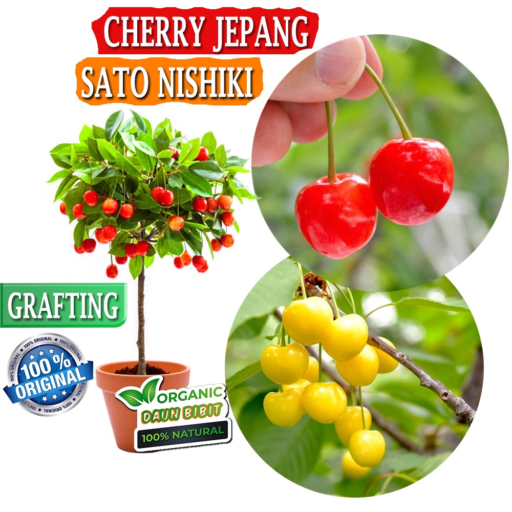 Jual Bibit Cherry Jepang Grafting Valid 100 Shopee Indonesia